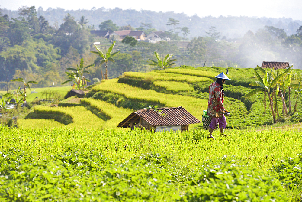 Paddy fields in Tawangmangu area, Karanganyar district, near Surakarta (Solo), Java island, Indonesia, Southeast Asia, Asia