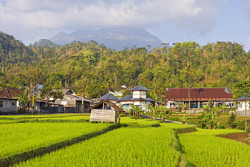 Hamlet in the middle of paddy fields in Tawangmangu area, the Gunung (volcano) Lawu in the background, Karanganyar district, near Surakarta (Solo), Java island, Indonesia, Southeast Asia, Asia