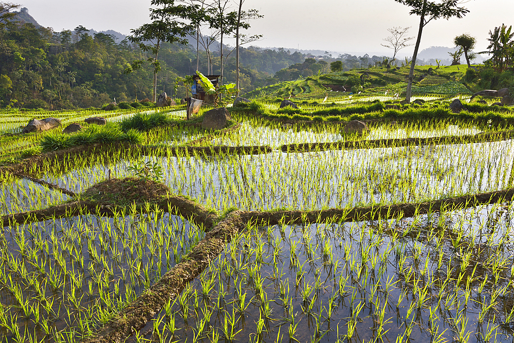 Paddy fields in Tawangmangu area, Karanganyar district, near Surakarta (Solo), Java island, Indonesia, Southeast Asia, Asia