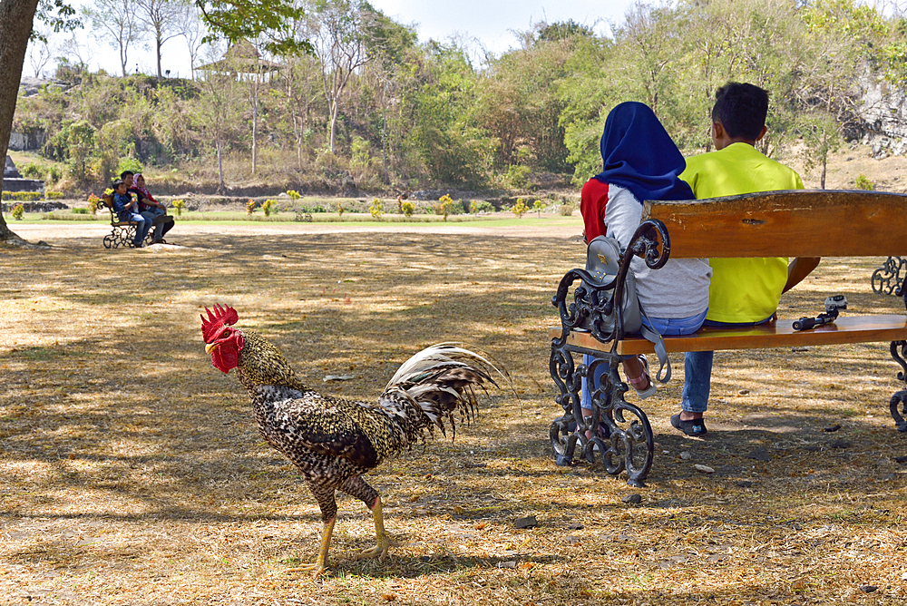 Cockerel at Ratu Boko Palace, archaeological site, Region of Yogyakarta, Java island, Indonesia, Southeast Asia, Asia