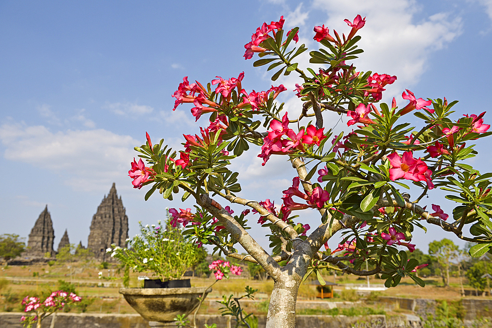 Adenium obesum, Prambanan Temple Compounds, region of Yogyakarta, Java island, Indonesia, Southeast Asia