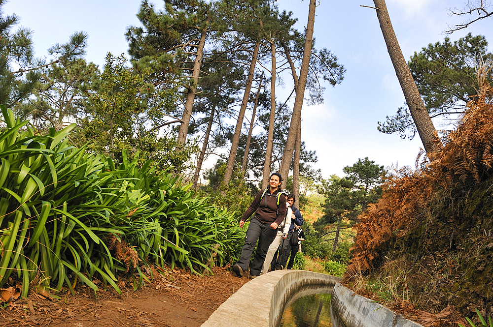 Path along a levada, Prazeres, Madeira island, Atlantic Ocean, Portugal