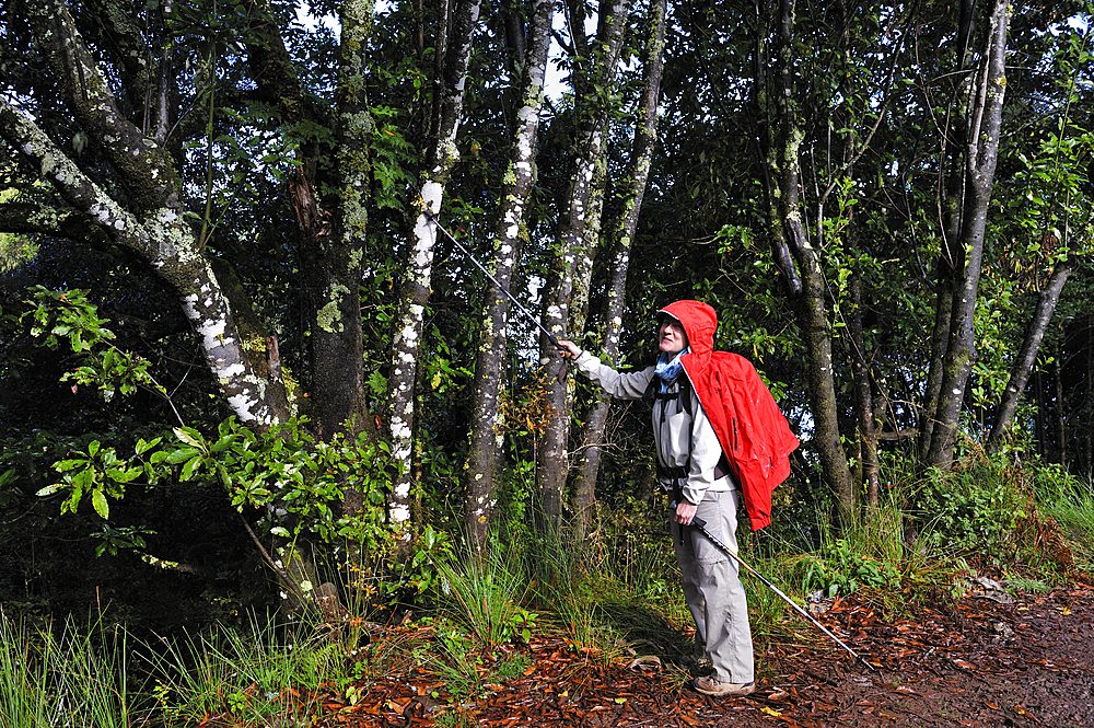 hiker on an ancient path used by villagers to cross the island from North to South, on the heights of Santana,Madeira island,Atlantic Ocean,Portugal