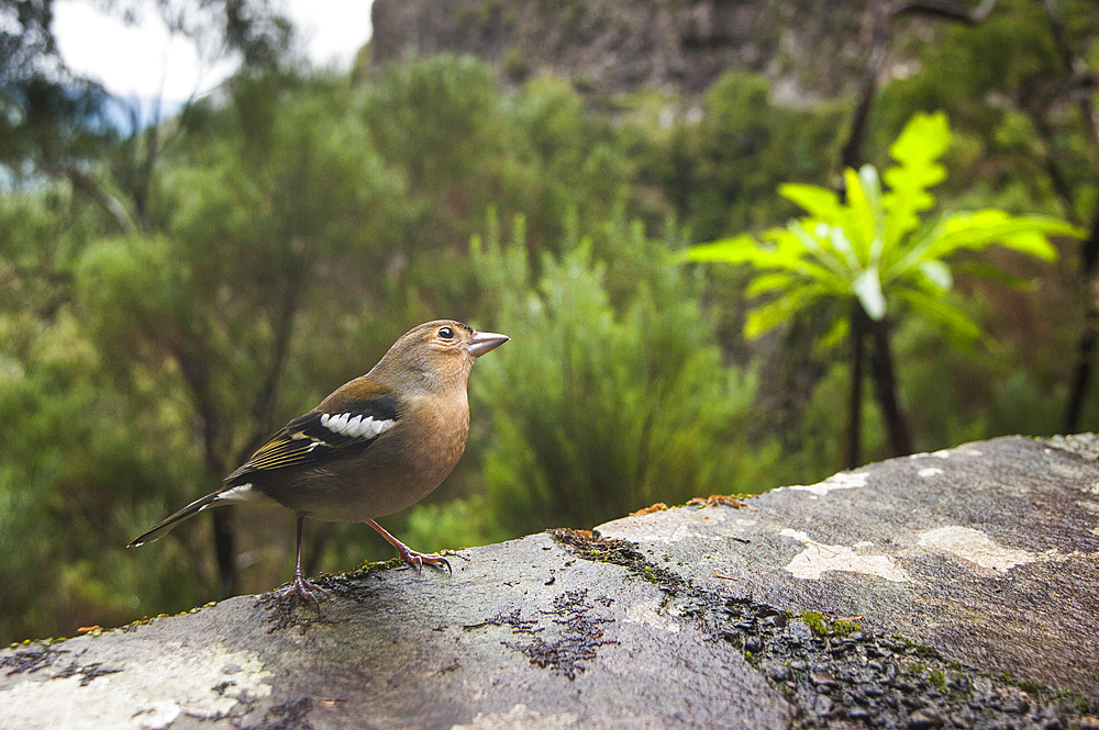 Chaffinch (Fringilla coelebs), Madeira island, Atlantic Ocean, Portugal