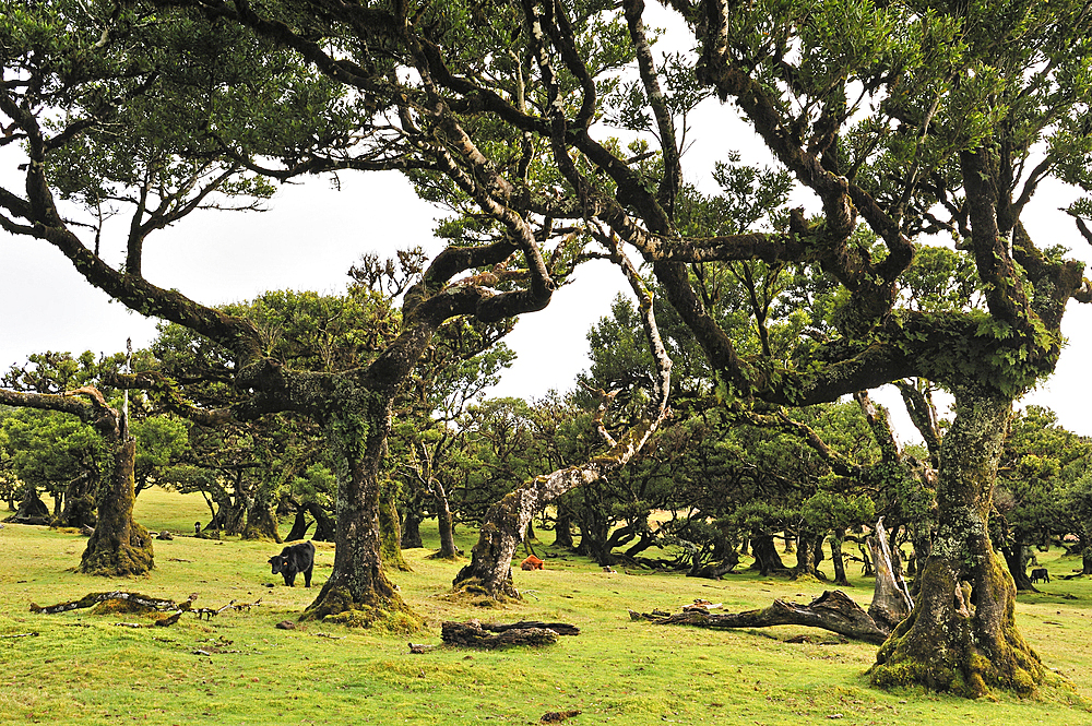 Pluri-centenarian laurel trees around Fanal, Paul da Serra plateau, Madeira island, Atlantic Ocean, Portugal