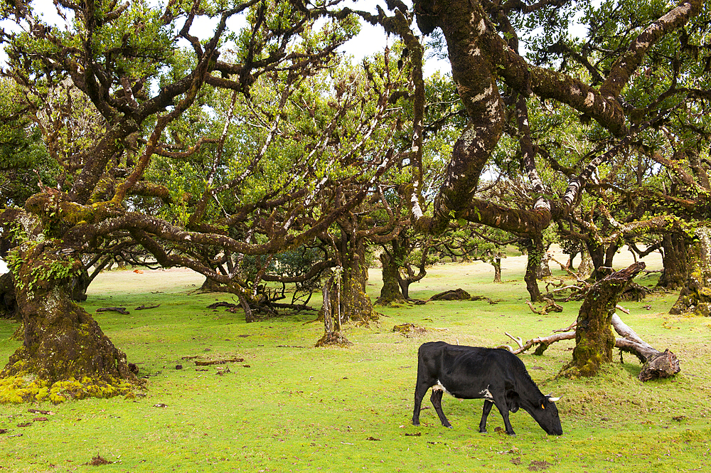 cattle among the pluri-centenarian laurel trees around Fanal,Paul da Serra plareau,Madeira island,Atlantic Ocean,Portugal