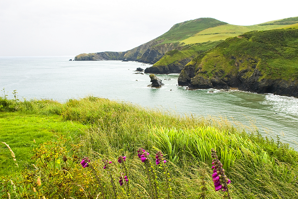 coast around Llangrannog,Cardigan Bay,Ceredigion county,Wales,United Kingdom,Great Britain,Europe