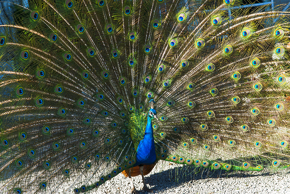 Peacock, Ruthin Castle, Clwyd, Wales, United Kingdom