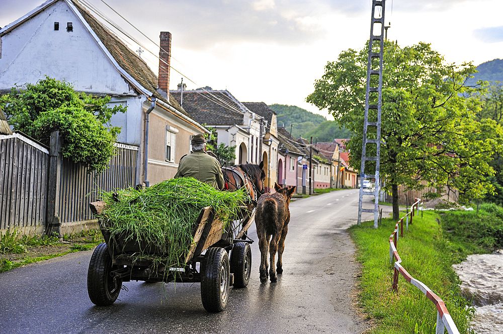 Horse-drawn cart, village of Sibiel, department of Sibiu, Transylvania, Romania