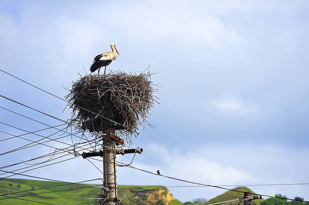 ciconia nest on telegraph pole, village on the road from Sibiu to Sighisoara, Transylvania,Romania,Southeastern and Central Europe