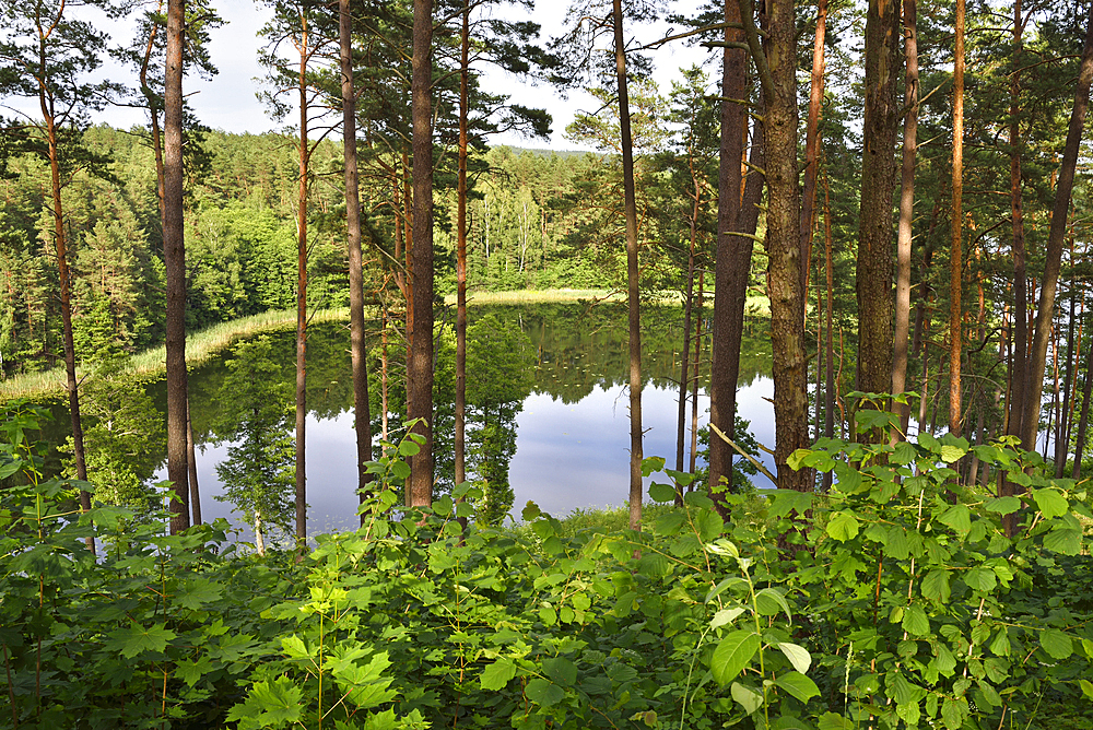 Linkmenas lake seen from the Ginuciai mound where the famous Linknenys castle stood during the 13th to 15th centuries, Ginuciai, Aukstaitija National Park, Lithuania,Europe