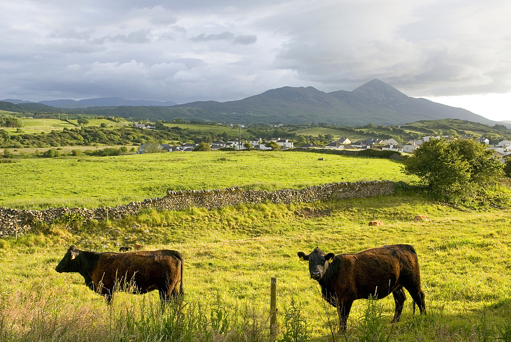 cow in the country side around Wesport, with Croagh Patrick background,County Mayo,Ireland,Western Europe