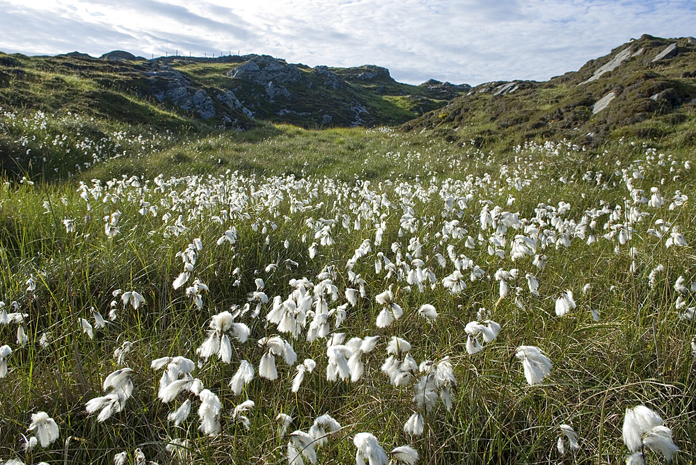 Common cottongrass (Eriophorum angustifolium), Inishbofin island, Connemara, County Galway, Connacht, Republic of Ireland