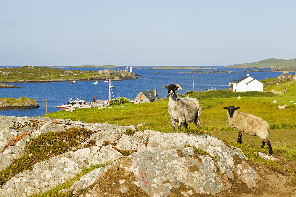 Inishbofin island,Connemara,County Galway,Ireland,Western Europe