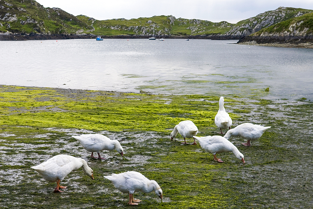 Geese, Inishbofin island, Connemara, County Galway, Connacht, Republic of Ireland