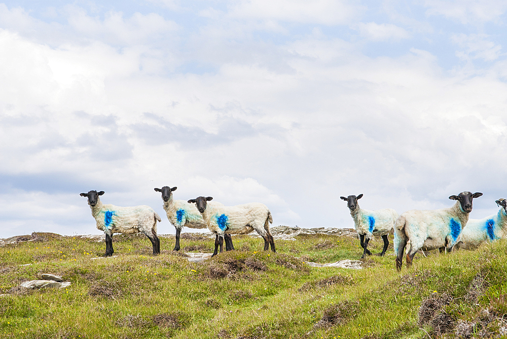 Sheep at Inishbofin island,Connemara,County Galway,Ireland,Western Europe