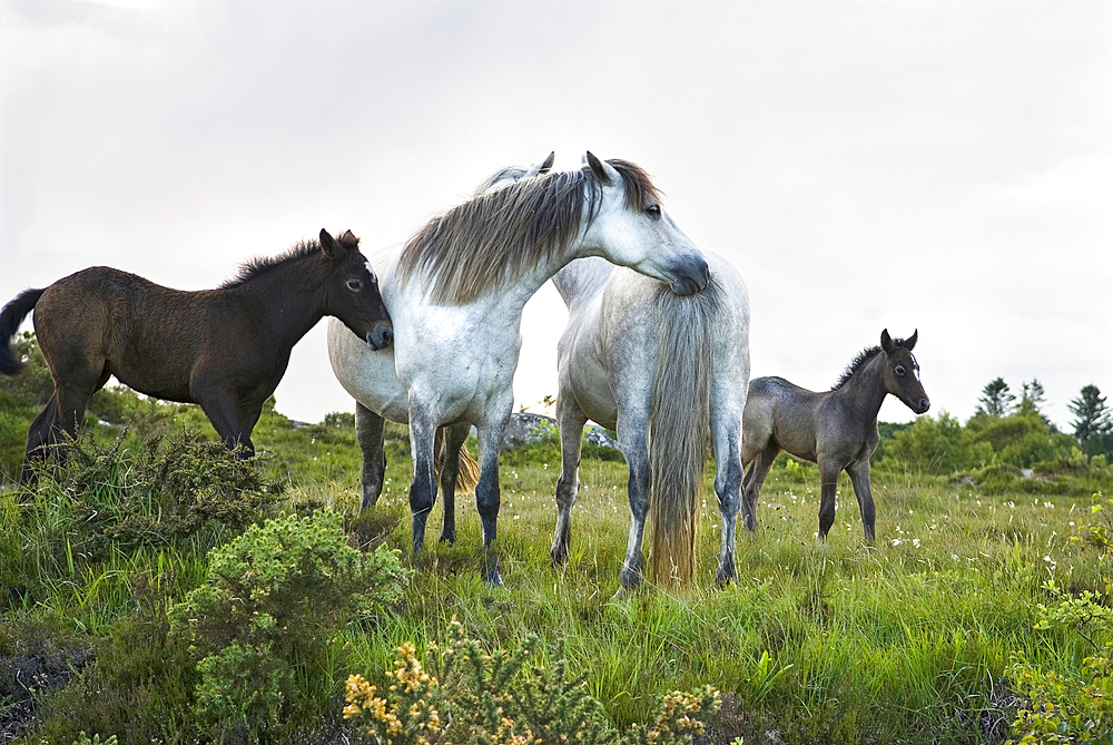 Connemara pony, Connemara, County Galway, Connacht, Republic of Ireland