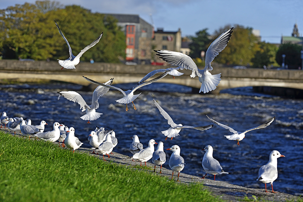 seagulls along the river Corrib with the Wolfe Tone Bridge in the background, Galway, Connemara, County Galway, Republic of Ireland, North-western Europe