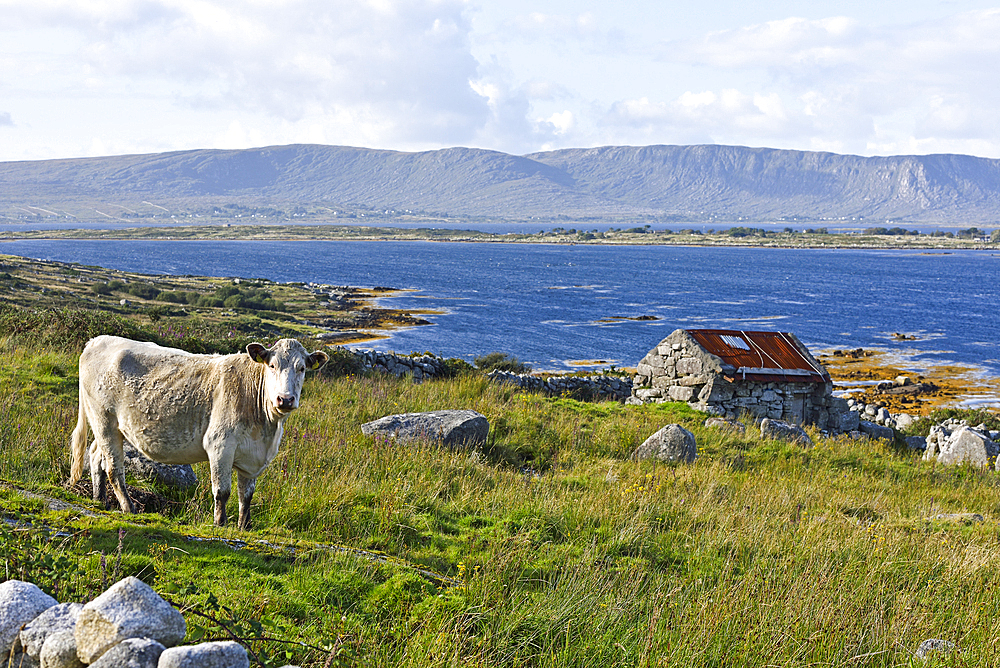 Landscape viewed from country road at the north of Lettermore island, west coast, Connemara, County Galway, Connacht, Republic of Ireland