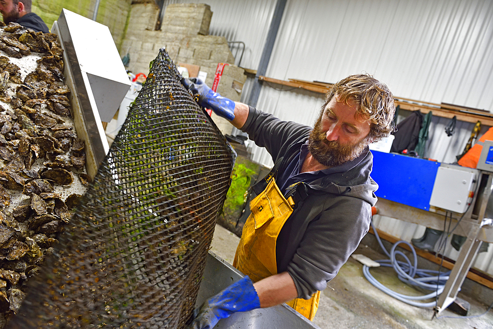 Employee of Connemara Oyster Farm, Ballinakill Bay, Letterfrack, Connemara, County Galway, Connacht, Republic of Ireland