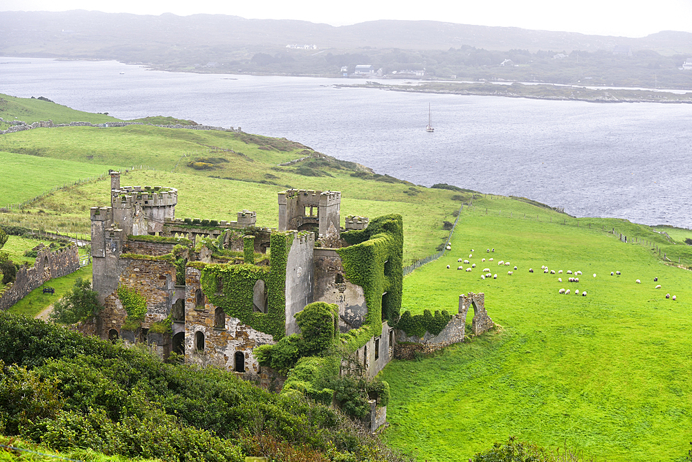 Clifden Castle in the rain, ruined manor house near Clifden, Connemara, County Galway, Connacht, Republic of Ireland