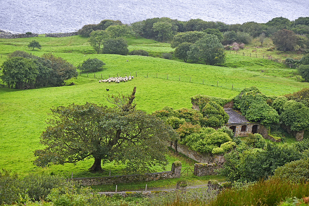 ruins of the farmyard adjoining the Clifden Castle, ruined manor house near Clifden, west coast, County of Galway, Connemara, Republic of Ireland, North-western Europe