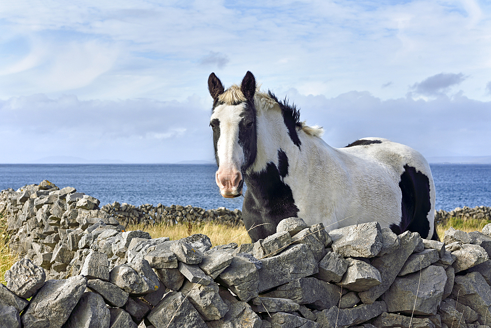 Pinto pony in enclosure of dry stone walls, Inishmore, largest of the Aran Islands, Galway Bay, County Galway, Connacht, Republic of Ireland