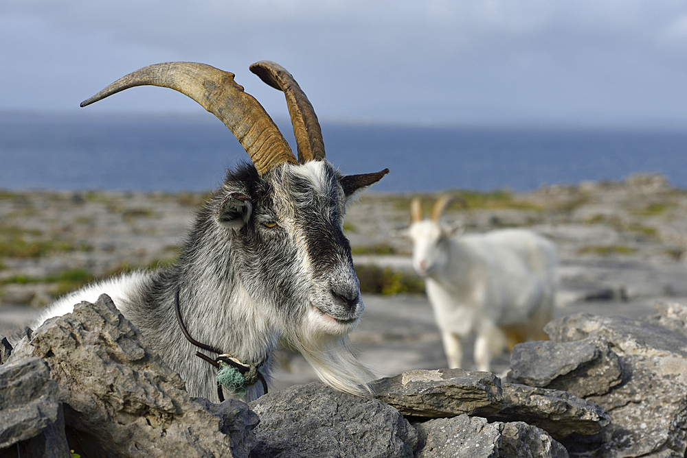 Feral goats, Inishmore, largest of the Aran Islands, Galway Bay, County Galway, Connacht, Republic of Ireland