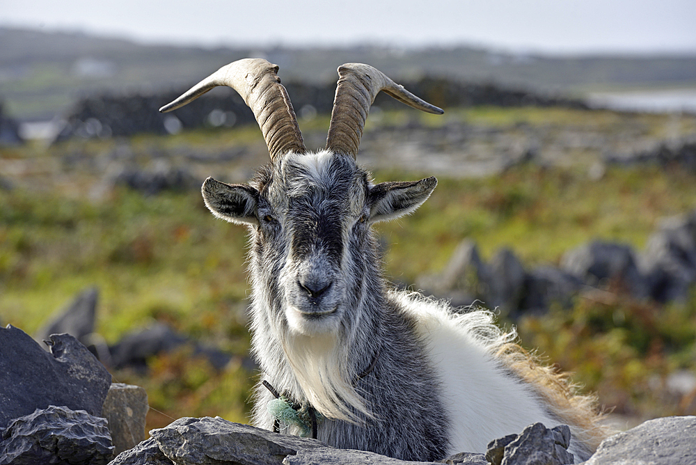 Feral goat, Inishmore, largest of the Aran Islands, Galway Bay, County Galway, Connacht, Republic of Ireland