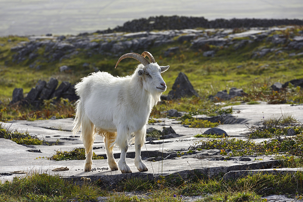 feral goat, Inishmore, the largest of the Aran Islands, Galway Bay, West Coast, Republic of Ireland, North-western Europe