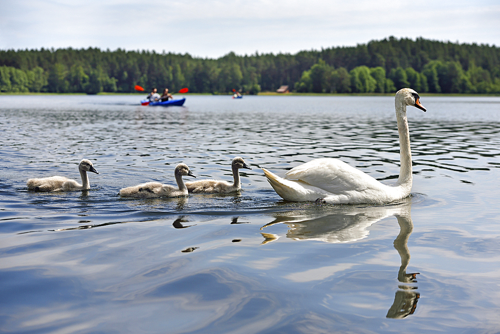 Canoe trip with swans on Lake Srovinaitis around Ginuciai, Aukstaitija National Park, Lithuania, Europe