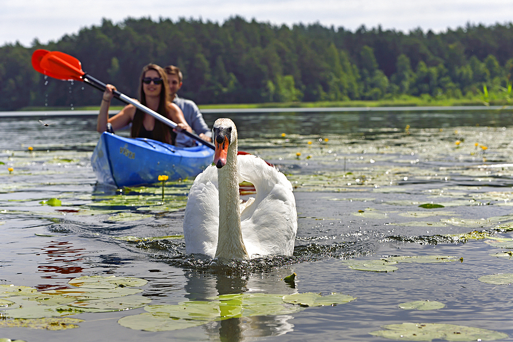 Canoe trip with swans on Lake Srovinaitis around Ginuciai, Aukstaitija National Park, Lithuania, Europe