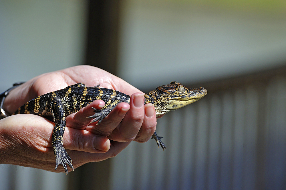 juvenile alligator, Gator Country Wildlife Adventure Park, Beaumont, Texas, United States of America, North America