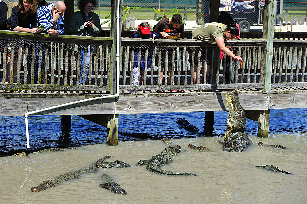 Alligators feeding, Gator Country Wildlife Adventure Park, Beaumont, Texas, United States of America