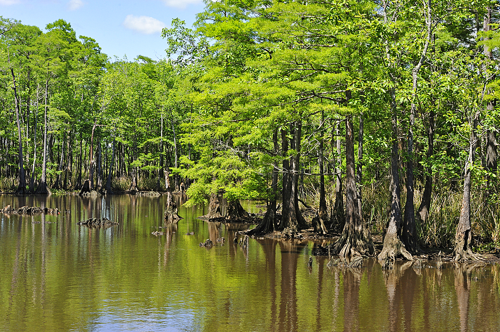 Cypress-lined backwater channel of Neches River, Beaumont, Texas, United States of America