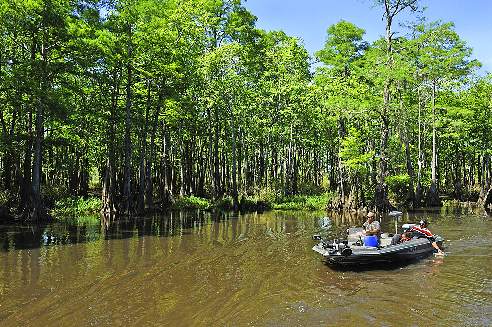 motor boat trip on a cypress-lined backwater channel of Neches River, Beaumont, Texas, United States of America, North America