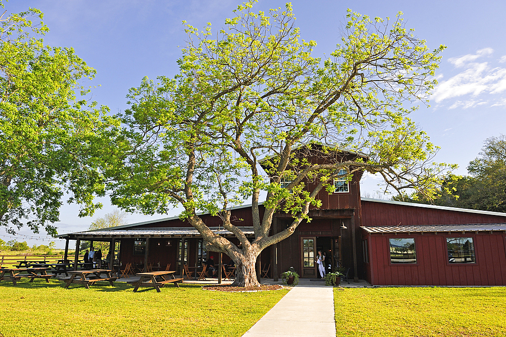 Pecan tree in front of Amelia Farm and Market, 8600 Dishman Road, Beaumont, Texas, United States of America