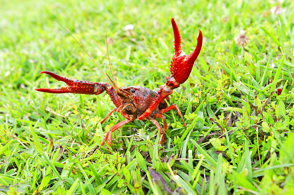 Crayfish in grassland near Beaumont, Texas, United States of America