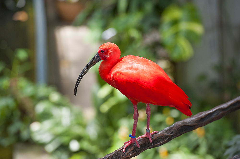 scarlet ibis inside the Rainforest Pyramid, Moody Gardens, Galveston island, Gulf of Mexico, Texas, United States of America, North America