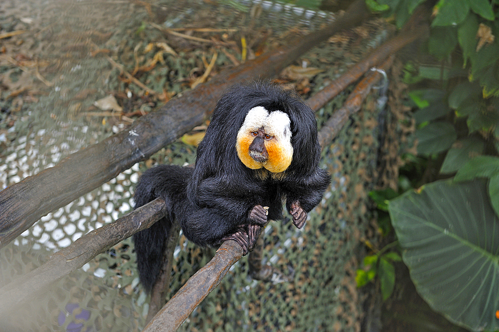 White-faced saki (Pithecia pithecia), Rainforest Pyramid, Moody Gardens, Galveston island, Gulf of Mexico, Texas, United States of America