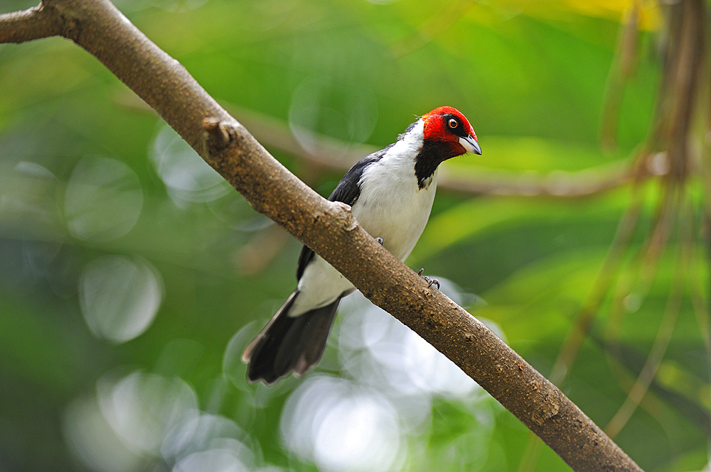 red-capped cardinal (Paroaria gularis) in the Rainforest Pyramid, Moody Gardens, Galveston island, Gulf of Mexico, Texas, United States of America, North America