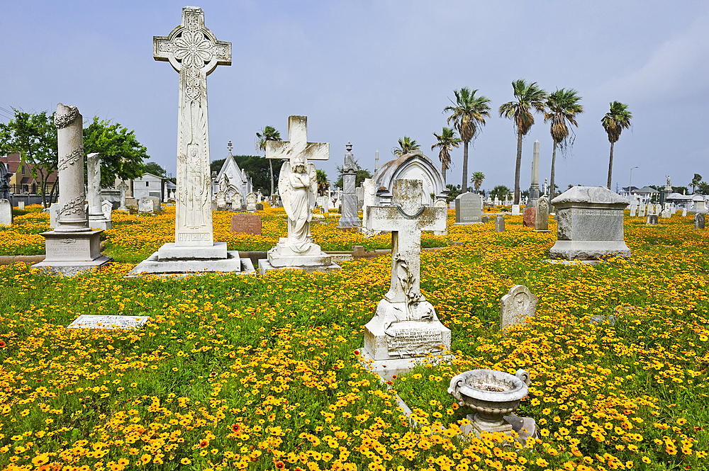 Gaillardia pulchella et Coreopsis flowerbed in the historic City Cemetery, Galveston island, Gulf of Mexico, Texas, United States of America, North America