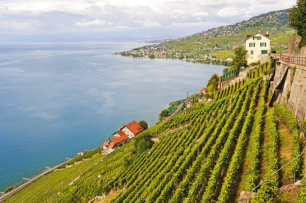 Le Dezaley, vineyard terraces of Lavaux between Epesses and Rivaz on the bank of Lake Leman, near Lausanne, Canton of Vaud, Switzerland