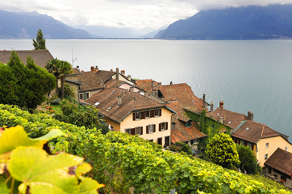 medieval village of Saint-Saphorin in the middle of Vineyard terraces of Lavaux on the bank of Leman Lake,around Lausanne,Canton of Vaud,Switzerland,Europe