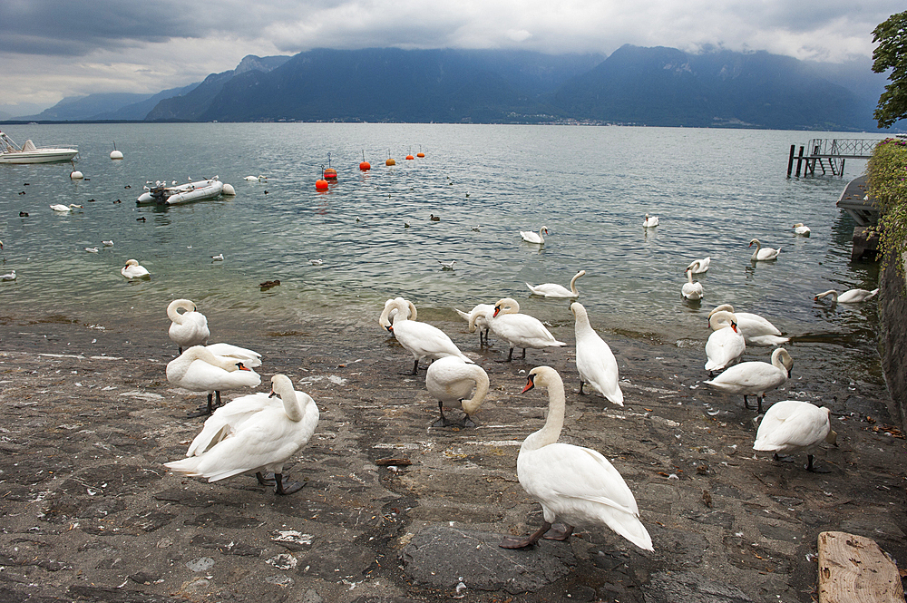 Swans on the shore of Lake Leman, Lausanne, Canton of Vaud, Switzerland