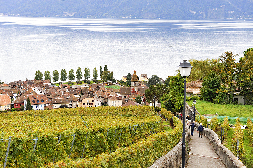 Village of Cully surrounded by vineyard terraces of Lavaux on the bank of Lake Leman, around Lausanne, Canton of Vaud, Switzerland