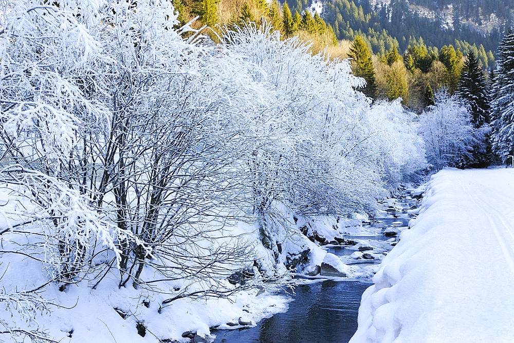 Frosted trees on a river bank, around Champery, Canton of Valais, Switzerland