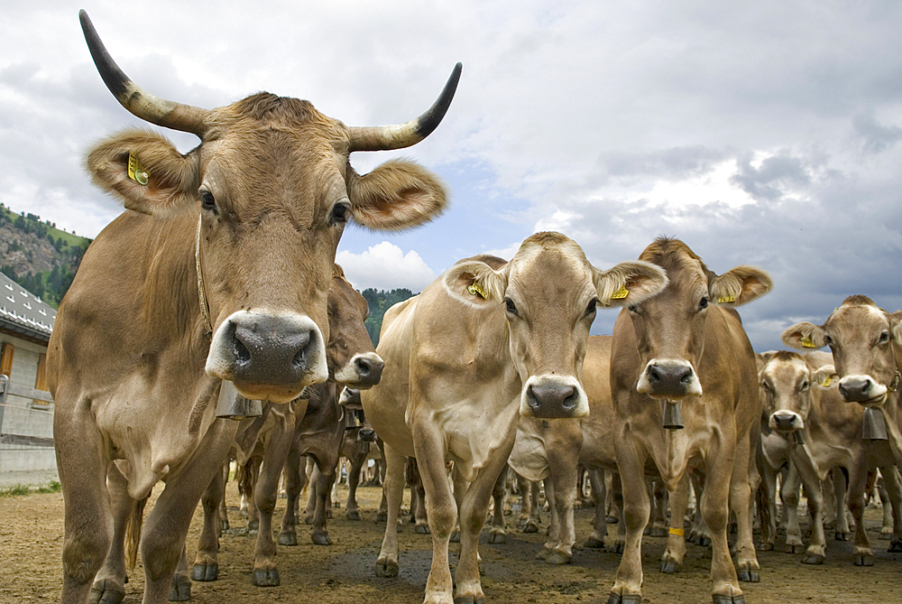 Brune Suisse cows, cattle farm Pian Segno, Blenio vallee, Canton Ticino, Switzerland