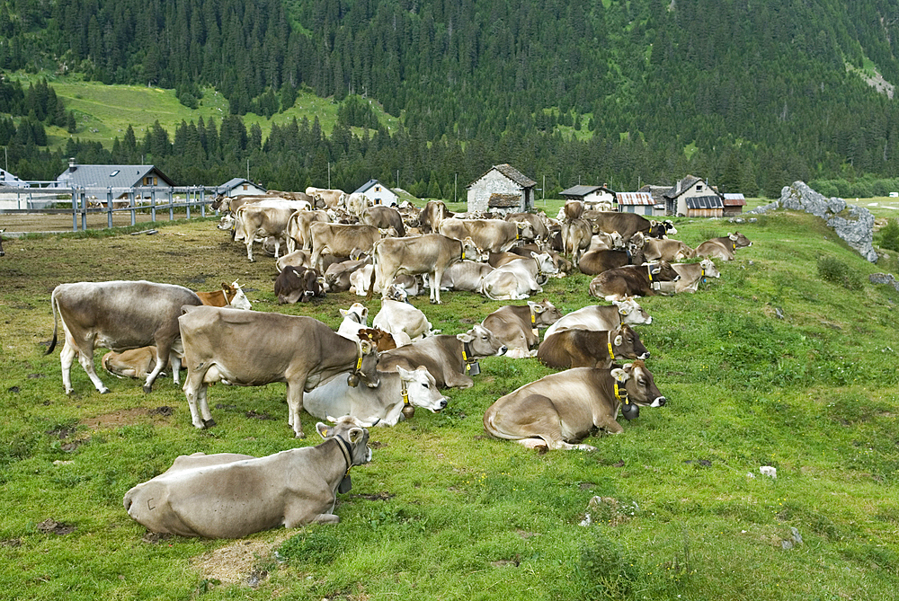 Brune Suisse cows, cattle farm Pian Segno, Blenio vallee, Canton Ticino, Switzerland