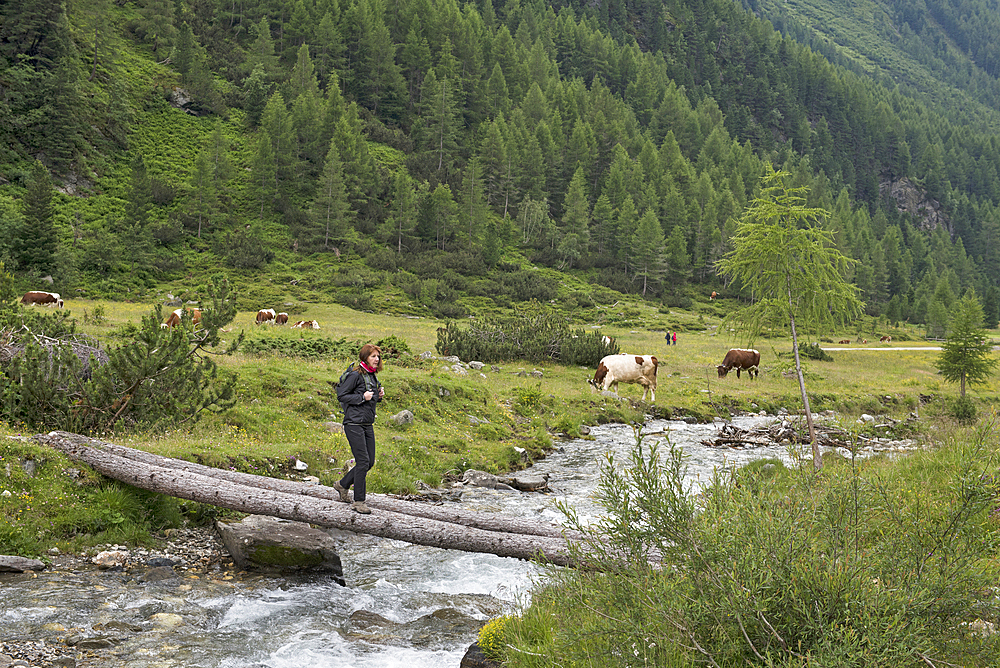 Woman crossing stream on tree trunks, Riva Valley  (Val di Riva) (Reintal), near Ahrntal (Valle Aurina), South Tyrol (Alto Adige), Italy